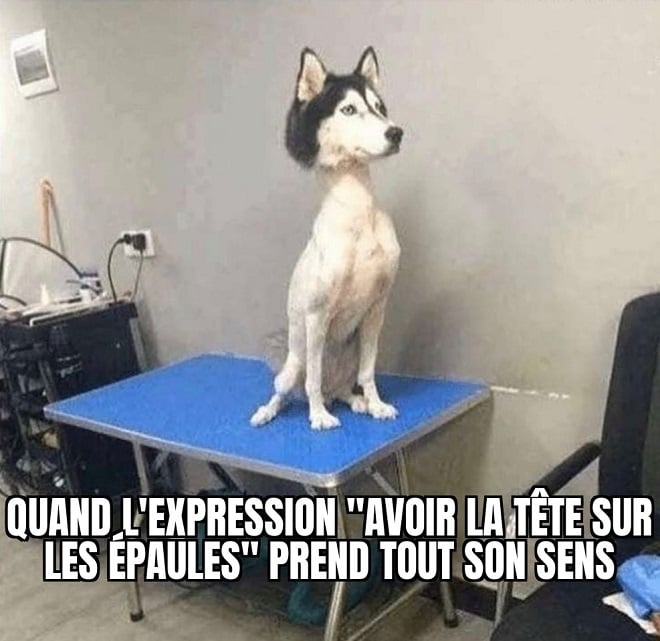 30 mèmes de chiens super drôles